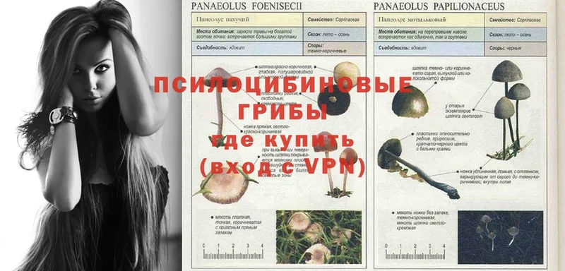 Галлюциногенные грибы Psilocybe Ликино-Дулёво